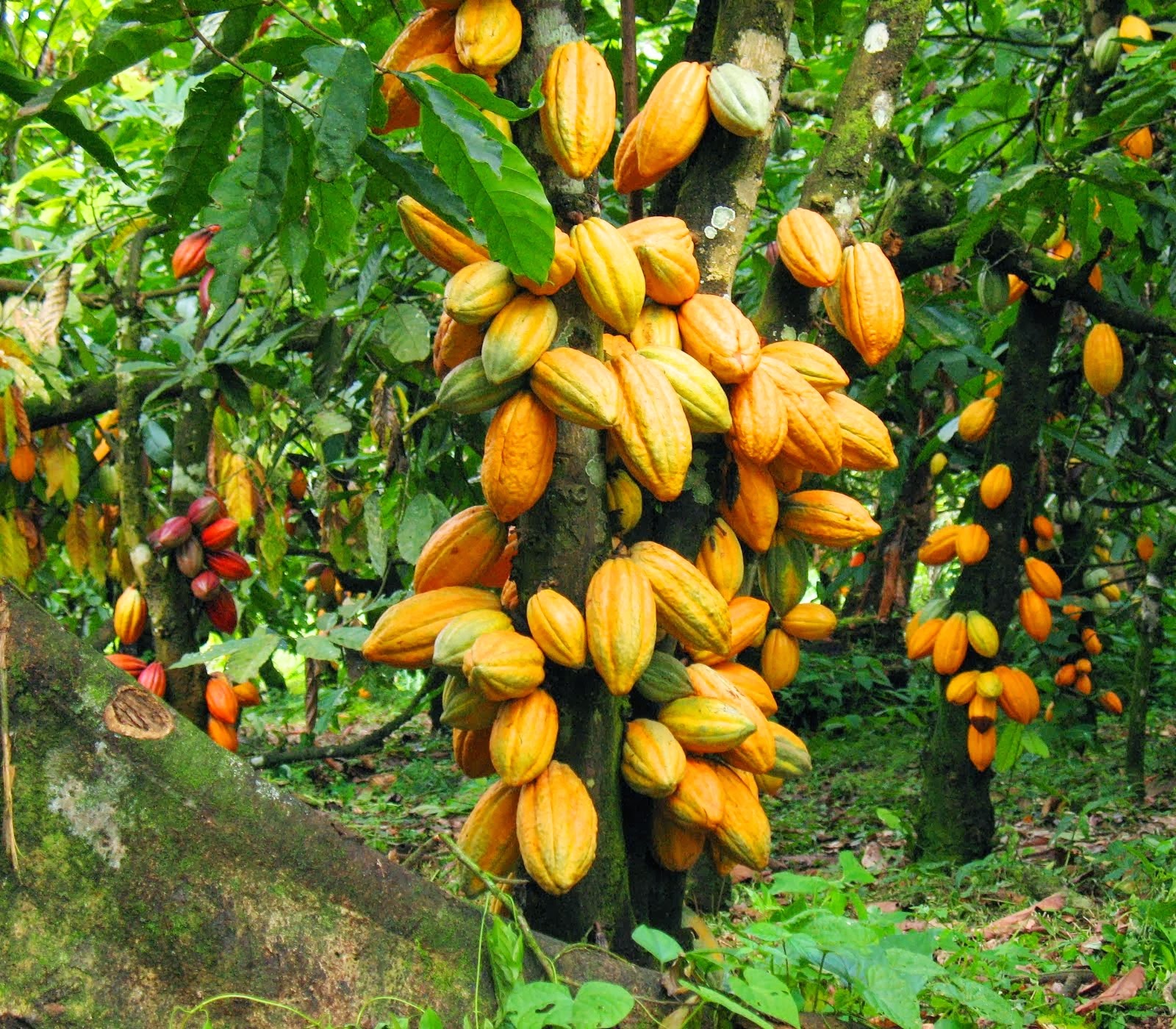 Cocoa tree