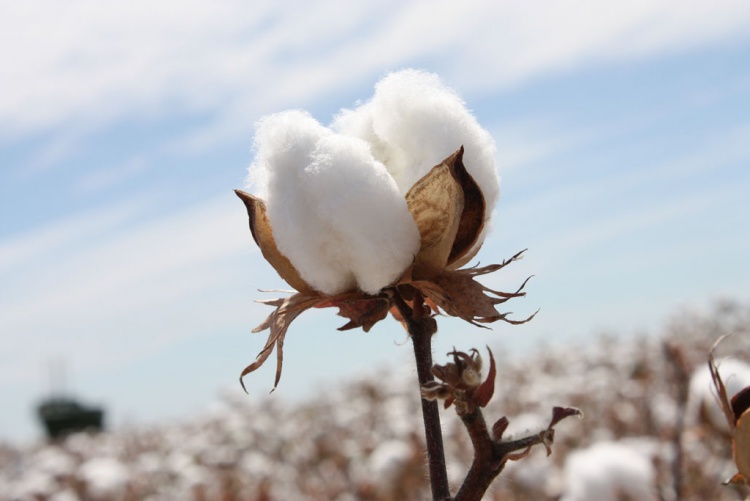 cotton