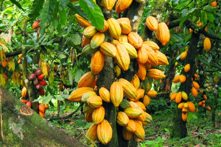 Cocoa Tree